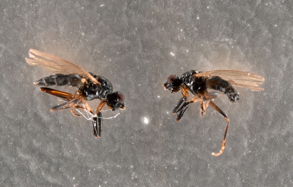 Sphaerocera monilis (Sphaerocera monilis)