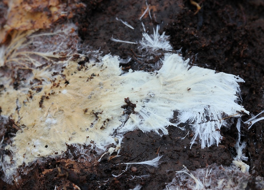 Trechispora silvae-ryae (Trechispora silvae-ryae)