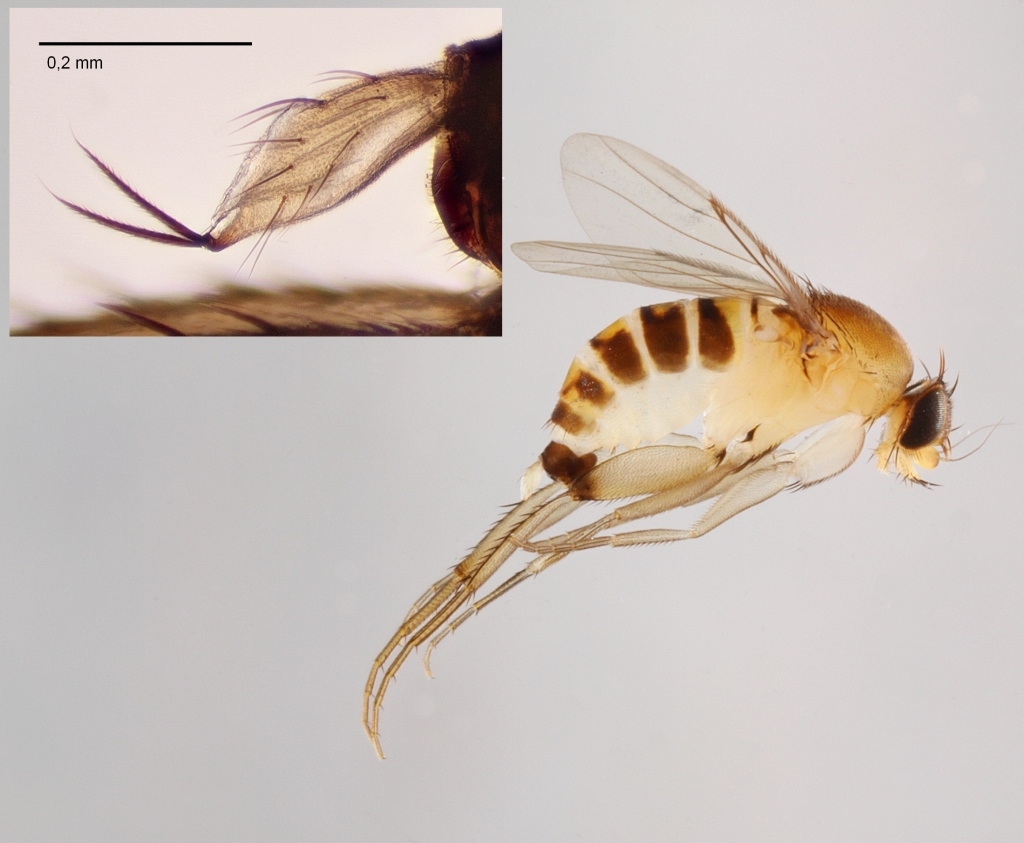 Megaselia scalaris (Megaselia scalaris)