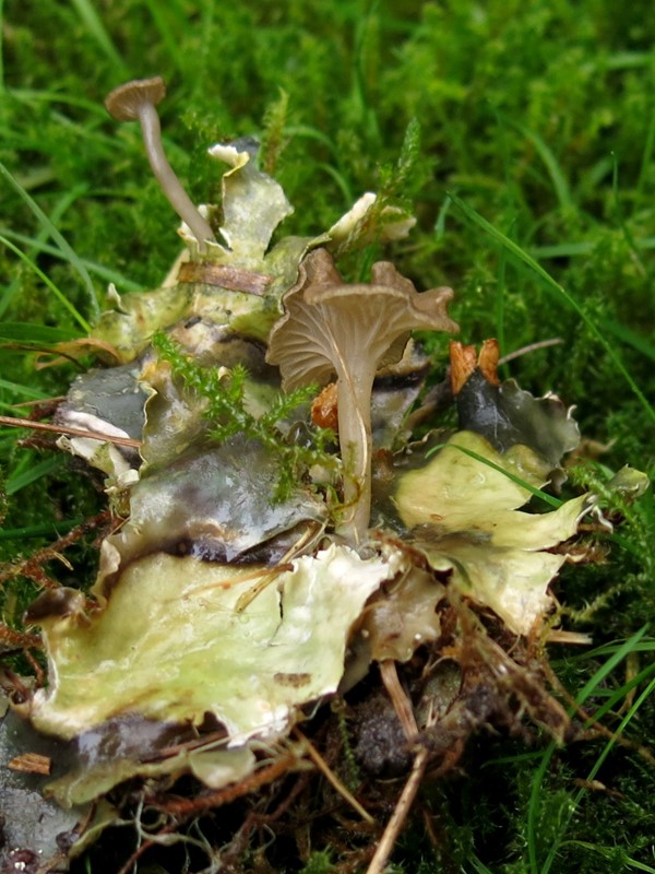 Skjoldlav-Fontænehat (Arrhenia peltigerina)