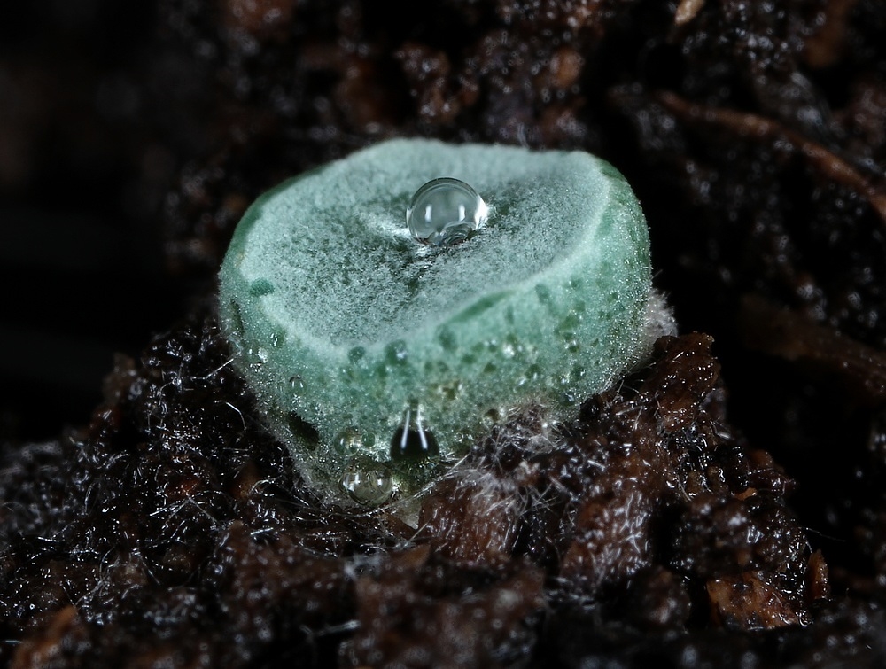 Trichoderma atrobrunneum (Trichoderma atrobrunneum)