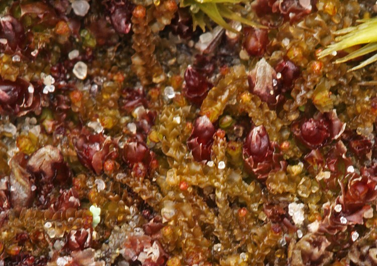 Lophozia rubescens (Lophozia rubescens)