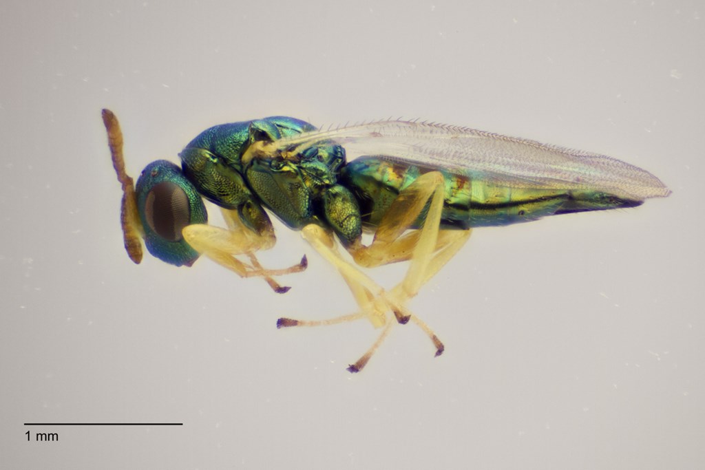 Mesopolobus rhabdophagae (Mesopolobus rhabdophagae)