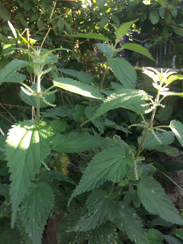Stor Nælde (Urtica dioica)