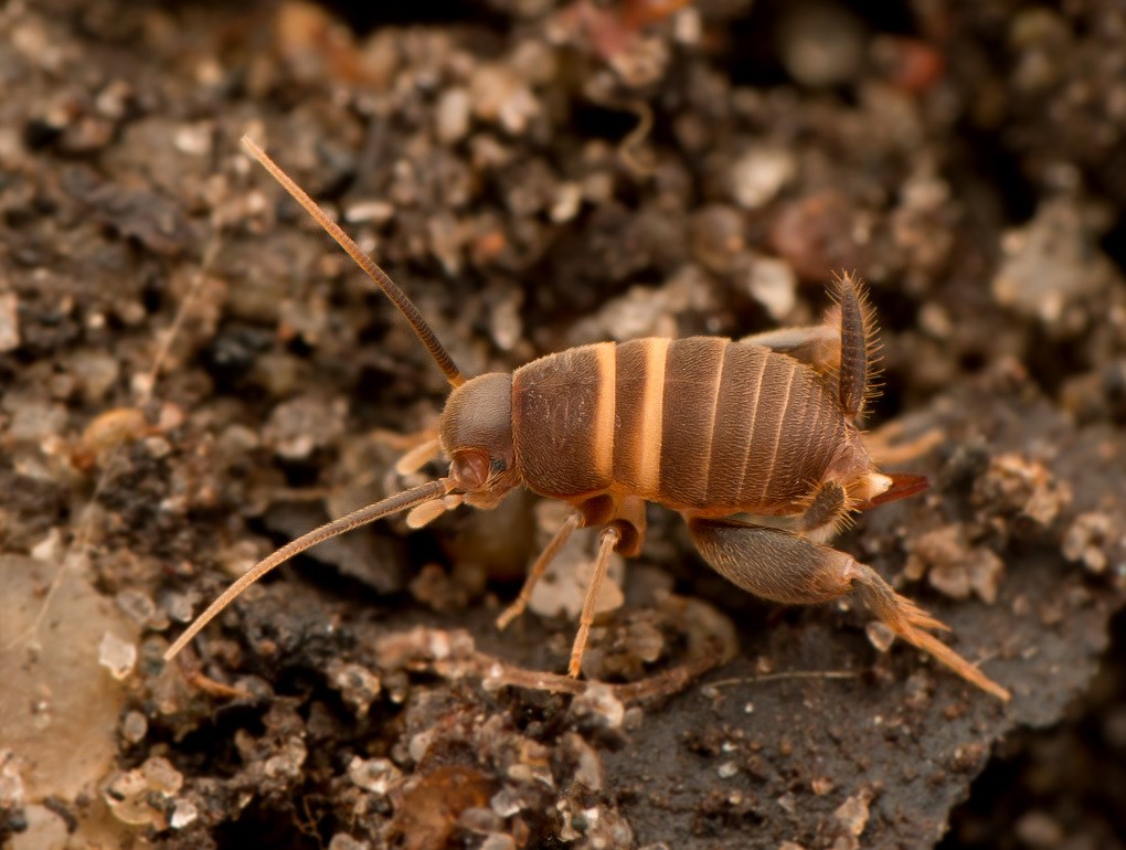 Myrefårekylling (Myrmecophilus acervorum)