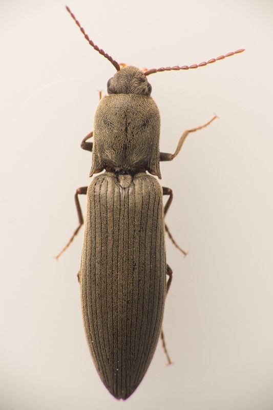 Stor Kornsmælder (Agriotes pilosellus)