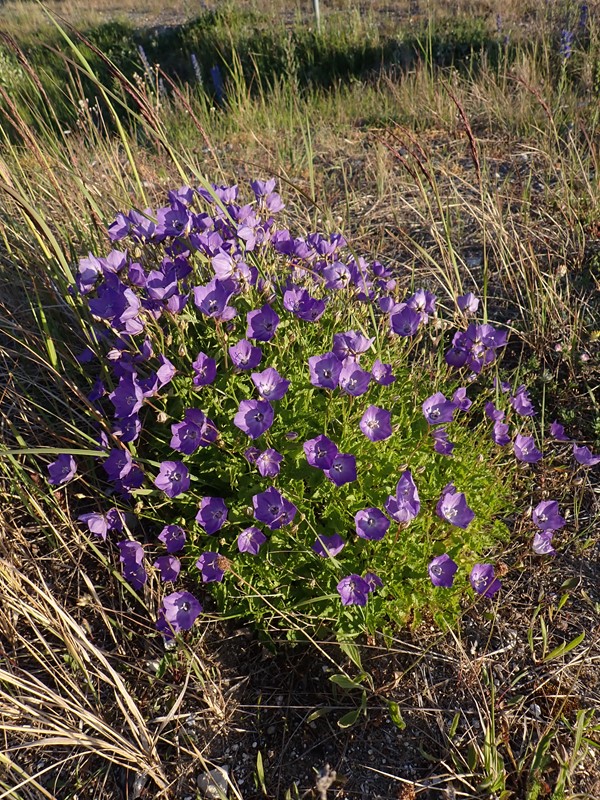 Karpater-Klokke (Campanula carpatica)