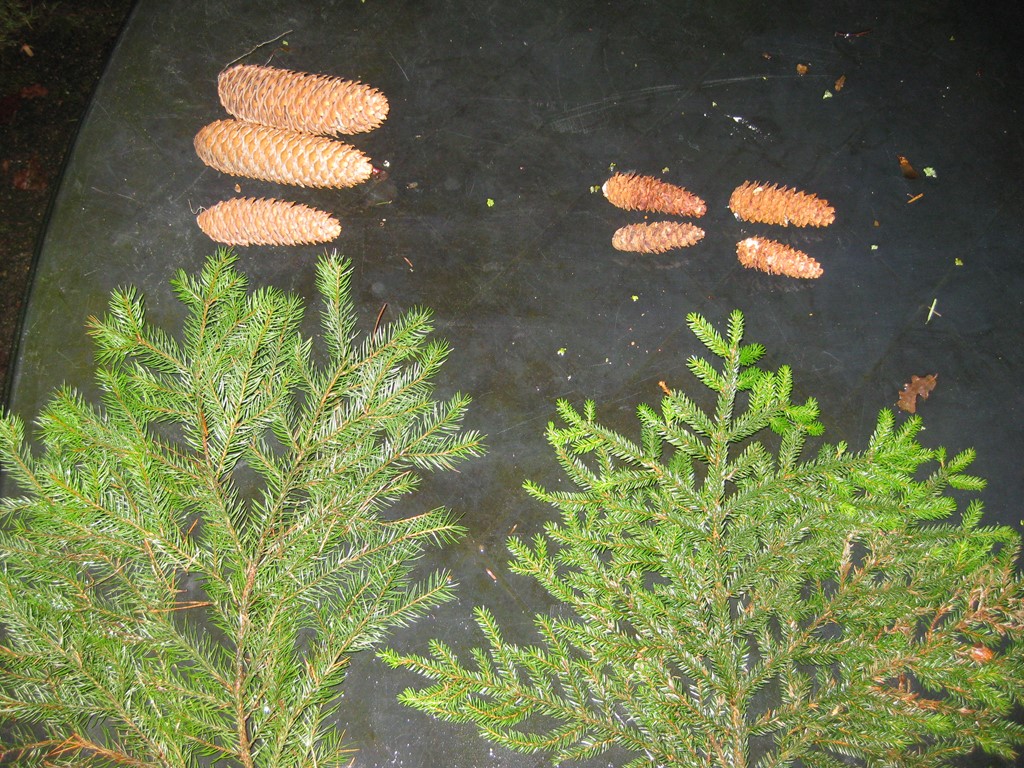 Orientalsk Gran (Picea orientalis)