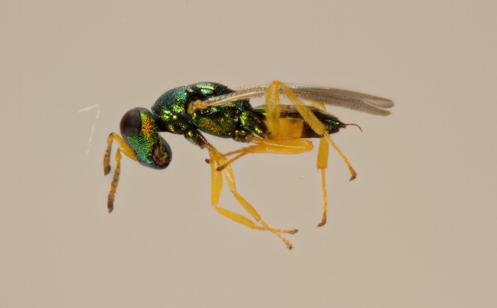 Mesopolobus aspilus (Mesopolobus aspilus)