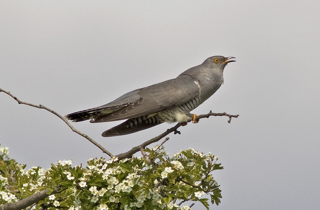 Gøg (Cuculus canorus)