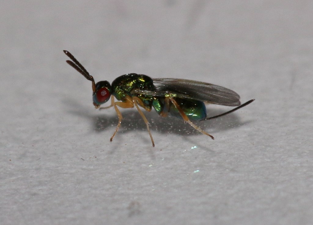 Torymus confinis (Torymus confinis)