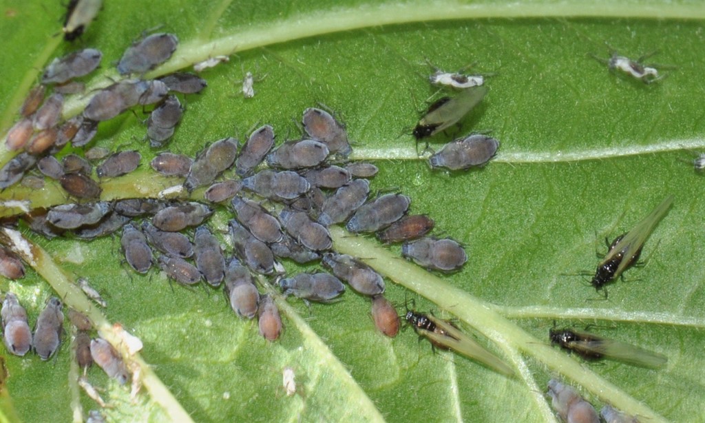 Snebollebladruller (Ceruraphis eriophori)