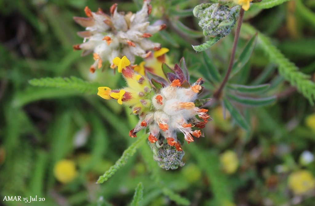 Rundbælg (Anthyllis vulneraria)