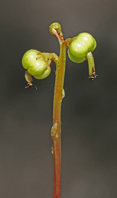 Grønlig Vintergrøn (Pyrola chlorantha)