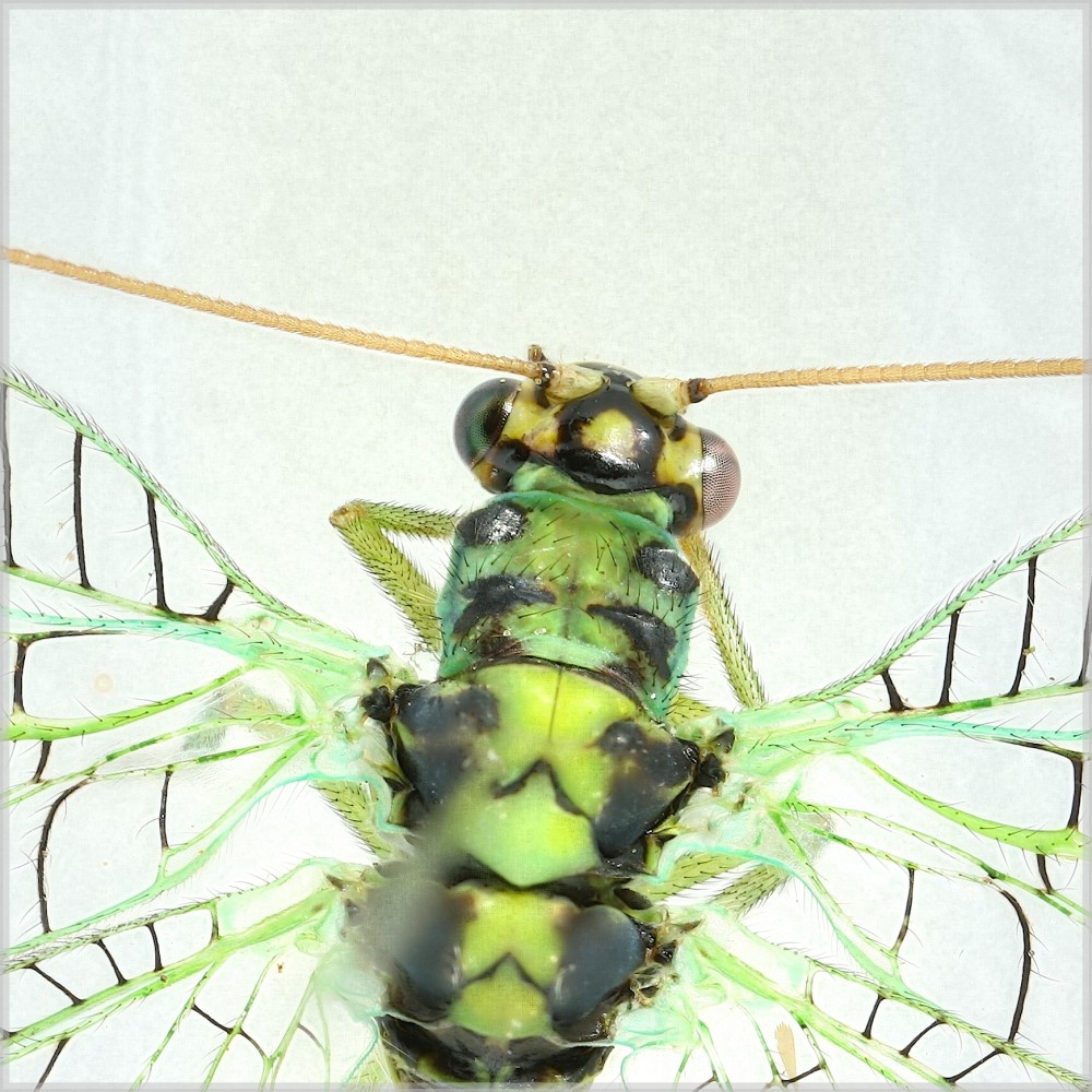 Chrysopa perla (Chrysopa perla)