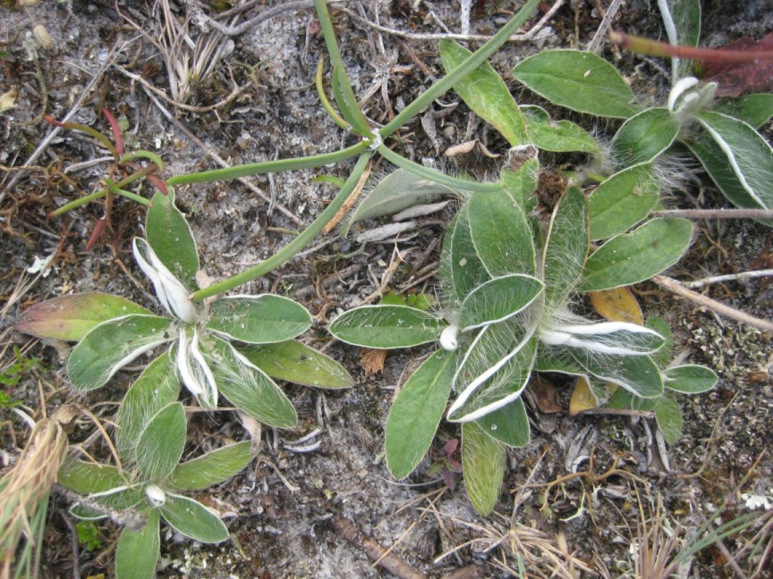 Aceria pilosellae (Aceria pilosellae)