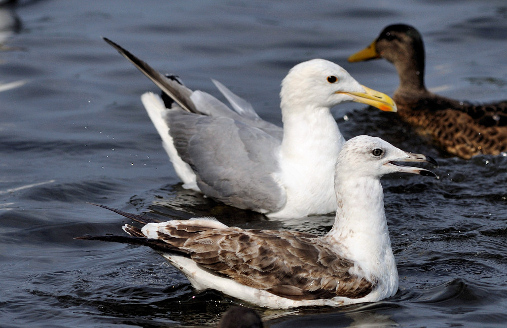 Baltisk Sildemåge (Larus fuscus fuscus)