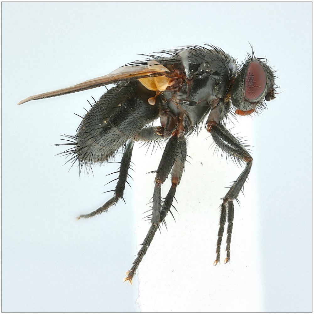 Loewia foeda (Loewia foeda)