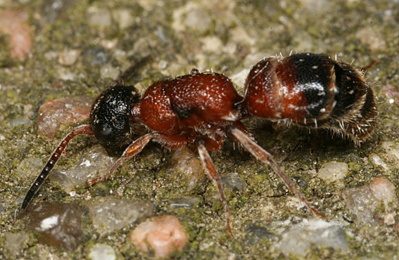 Sort Fløjlsmyre (Myrmosa atra)