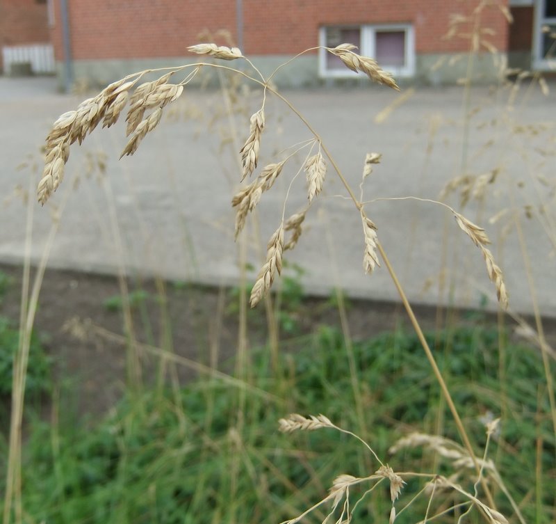 Smalbladet Rapgræs (Poa angustifolia)