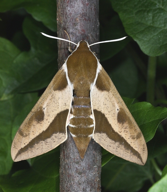 Vortemælksværmer (Hyles euphorbiae)