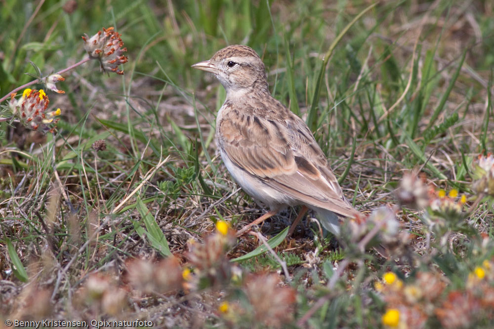 Korttået Lærke (Calandrella brachydactyla)