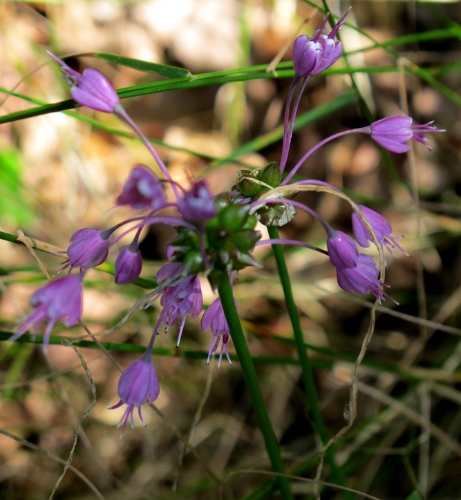 Kølet Løg (Allium carinatum)