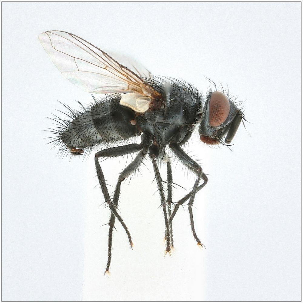 Pseudoperichaeta nigrolineata (Pseudoperichaeta nigrolineata)