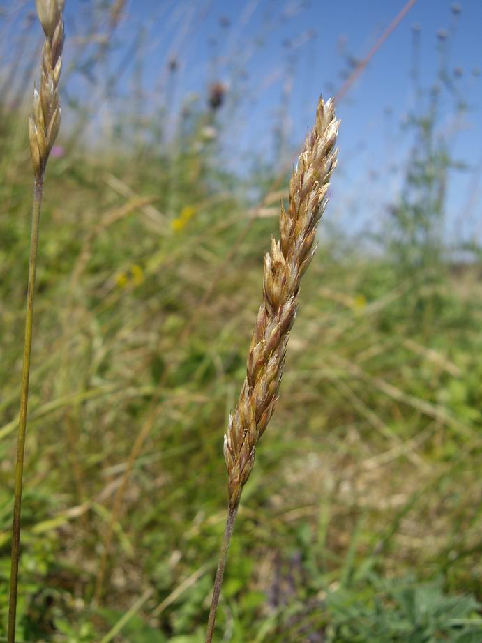 Dansk Kambunke (Koeleria pyramidata)