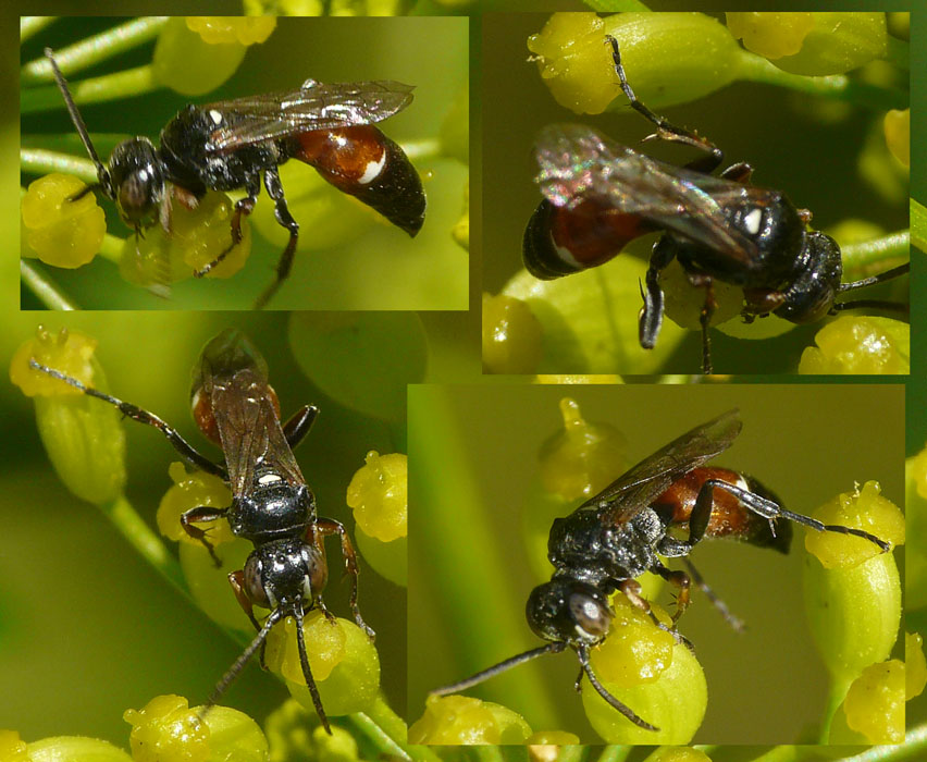 Harpactus tumidus (Harpactus tumidus)