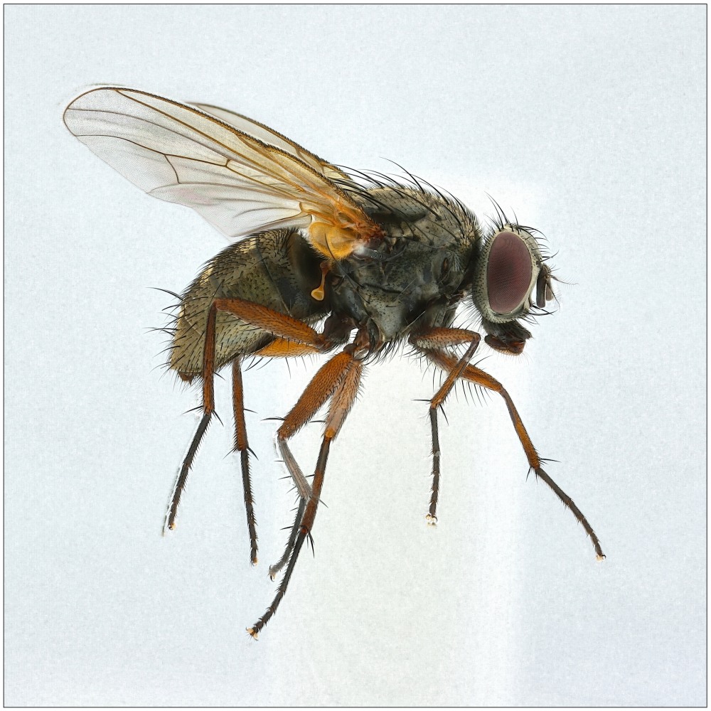 Mydaea electa (Mydaea electa)