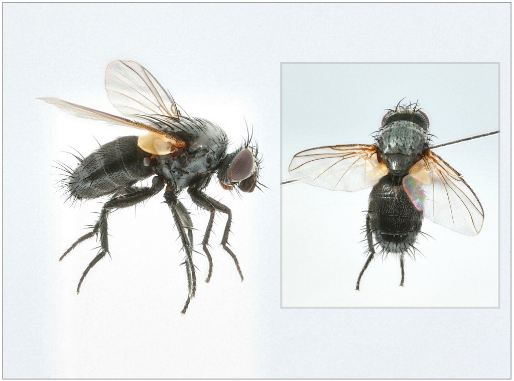 Phytomyptera nigrina (Phytomyptera nigrina)