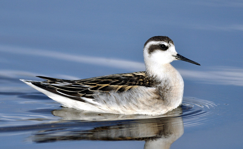 Odinshane (Phalaropus lobatus)