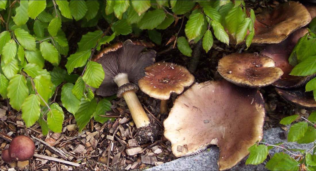 Rødbrun Bredblad (Stropharia rugosoannulata)