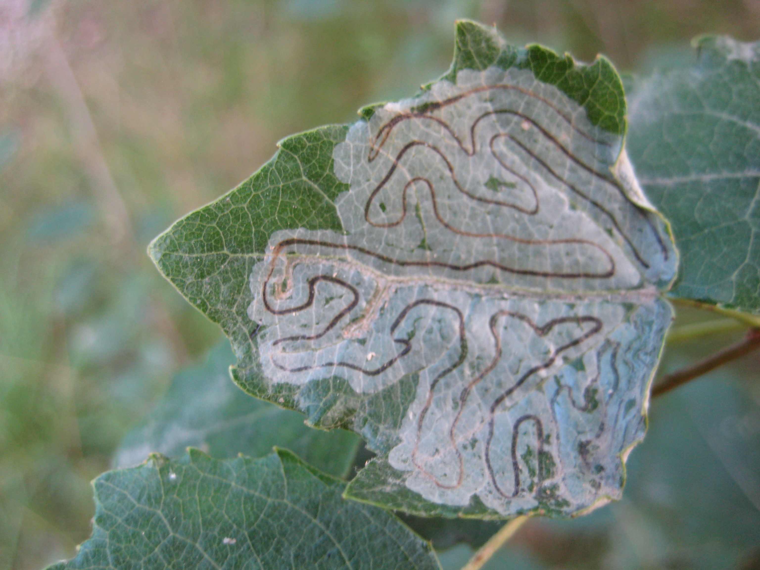 Phyllocnistis xenia (Phyllocnistis xenia)