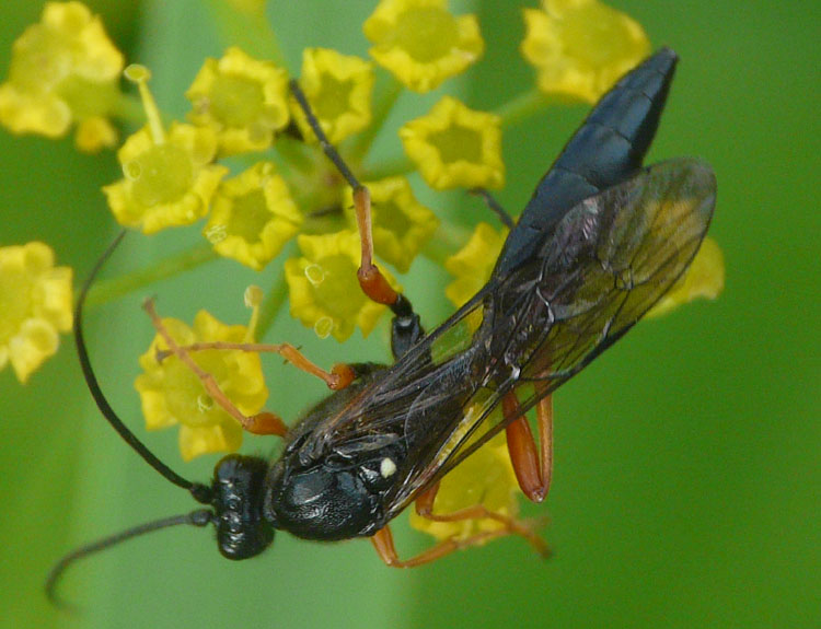 Thyrateles camelinus (Thyrateles camelinus)