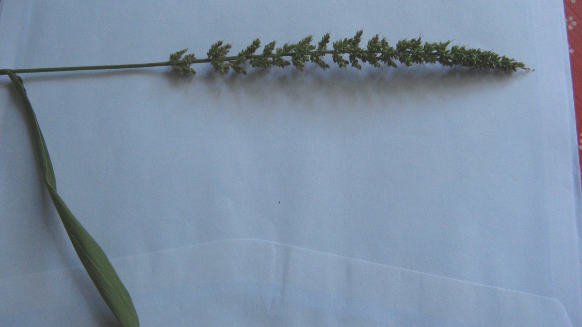 Krans-Skærmaks (Setaria verticillata)