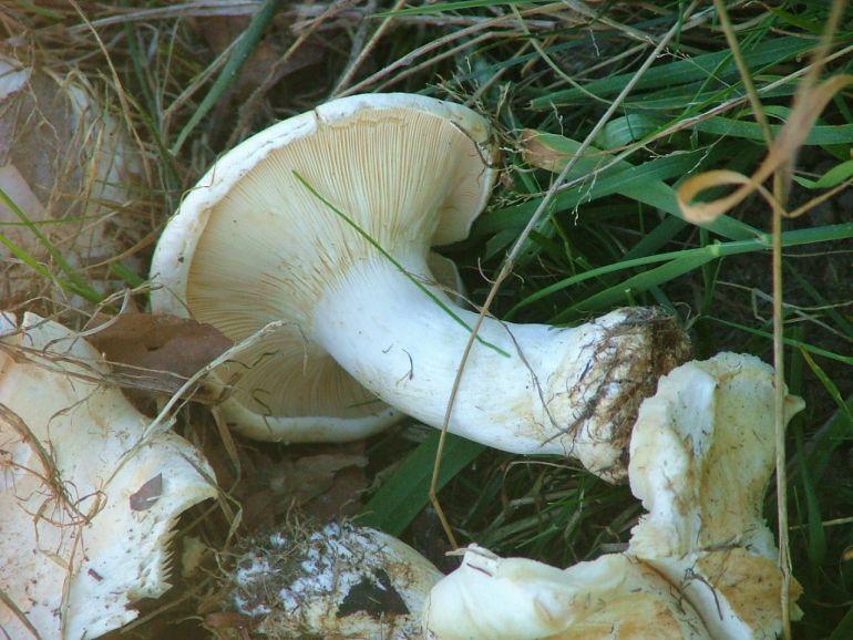 Hvid Tragthat (Leucopaxillus candidus)