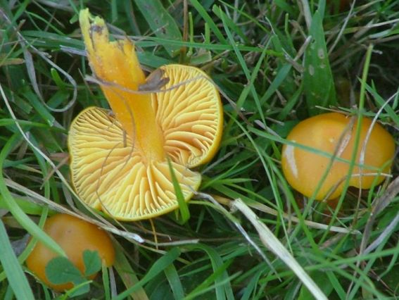 Gul Vokshat (Hygrocybe chlorophana)