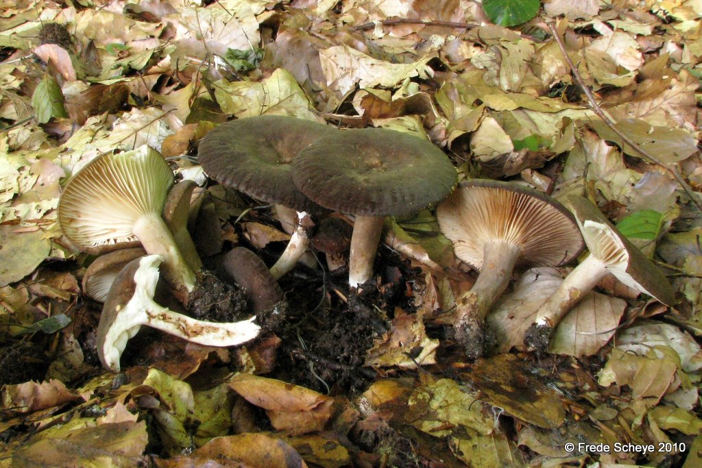 Fjernbladet Mælkehat (Lactarius romagnesii)