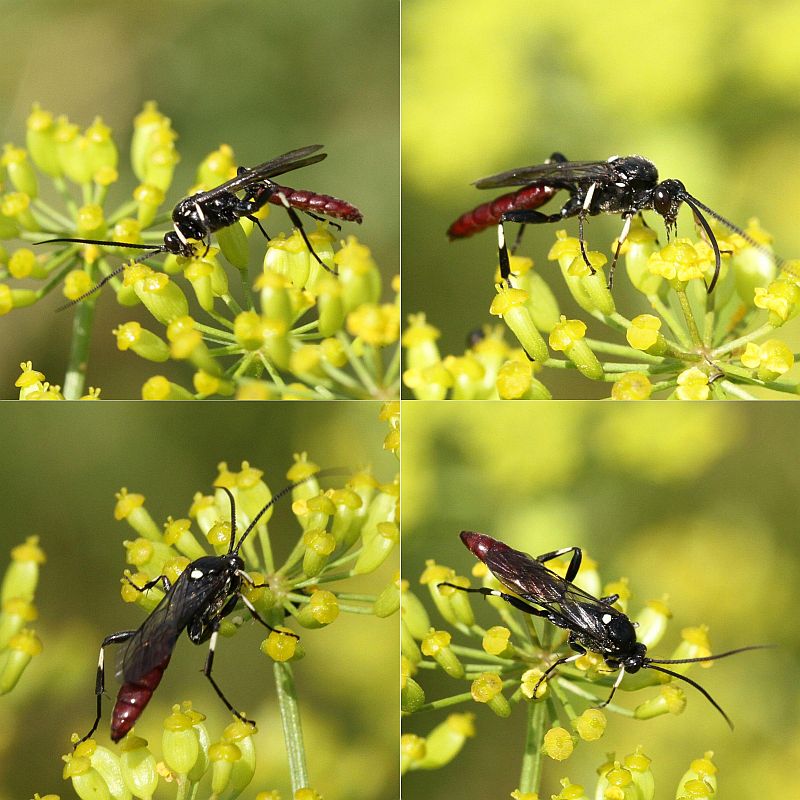 Ctenichneumon repentinus (Ctenichneumon repentinus)