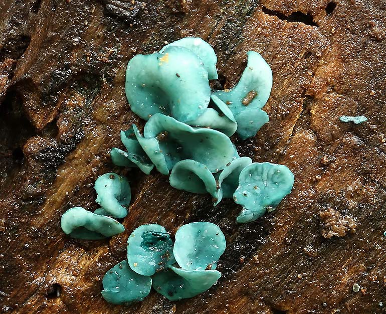 Almindelig Grønskive (Chlorociboria aeruginascens)
