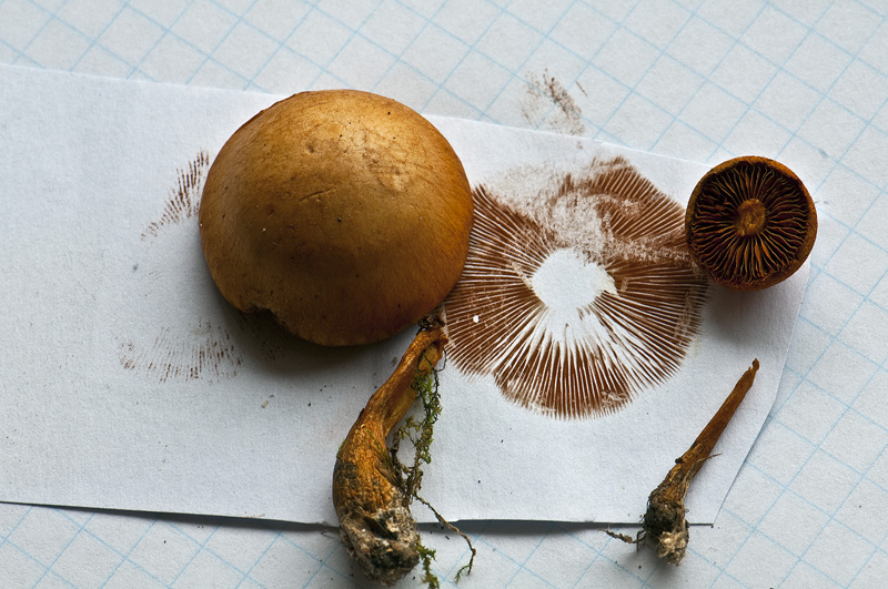 Græs-Flammehat (Gymnopilus flavus)