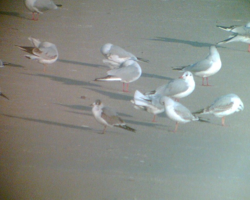 Præriemåge (Larus pipixcan)