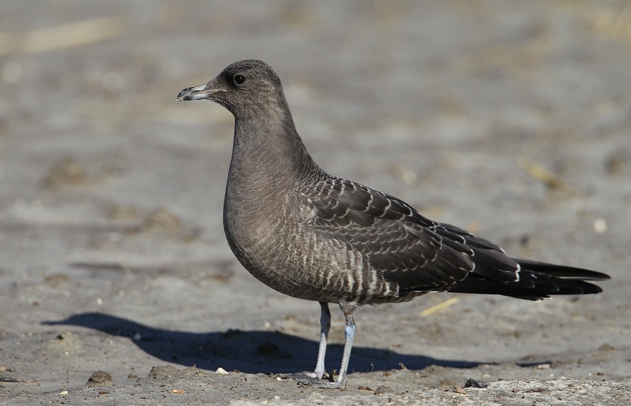 Lille Kjove (Stercorarius longicaudus)