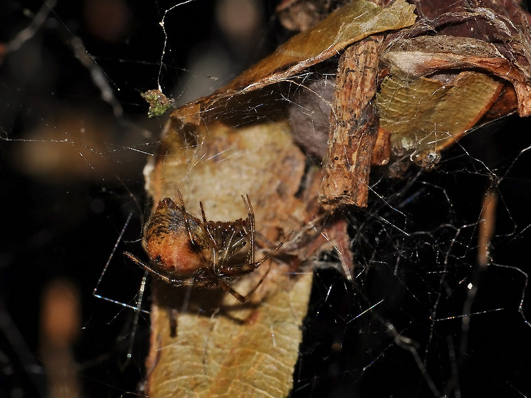 Parasteatoda simulans (Parasteatoda simulans)