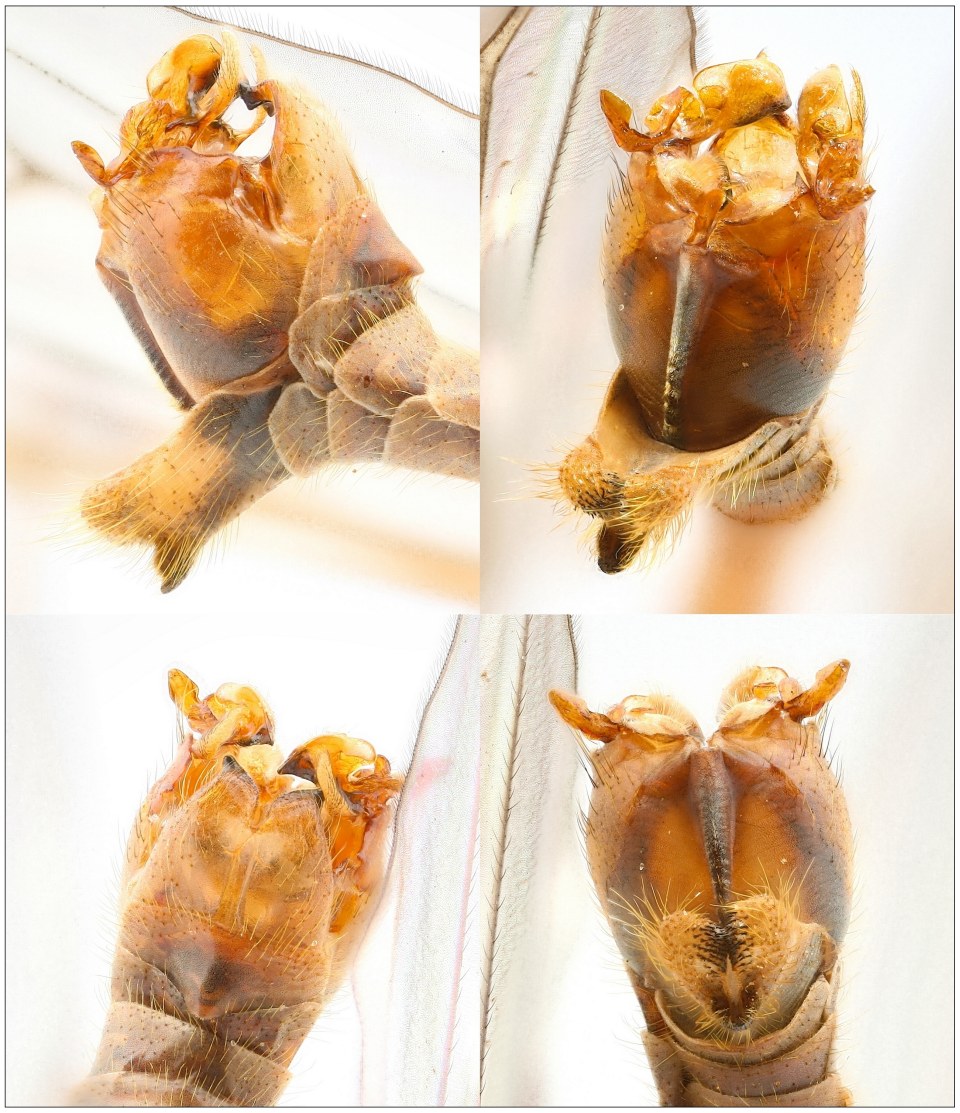 Tipula signata (Tipula signata)