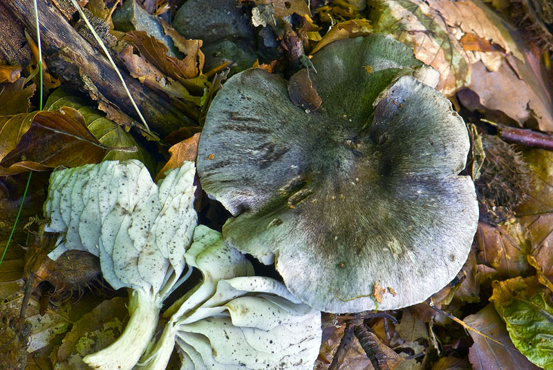 Stribet Ridderhat (Tricholoma sciodes)
