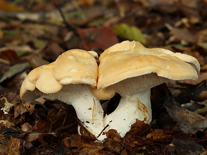 Almindelig Pigsvamp (Hydnum repandum)