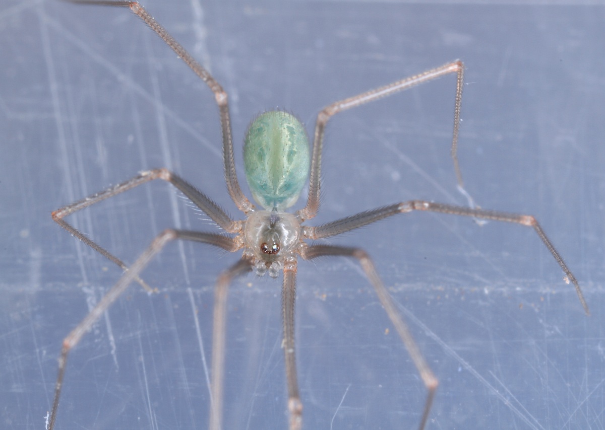 Lille Mejeredderkop (Psilochorus simoni)